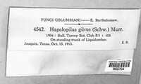 Phellinus gilvus image